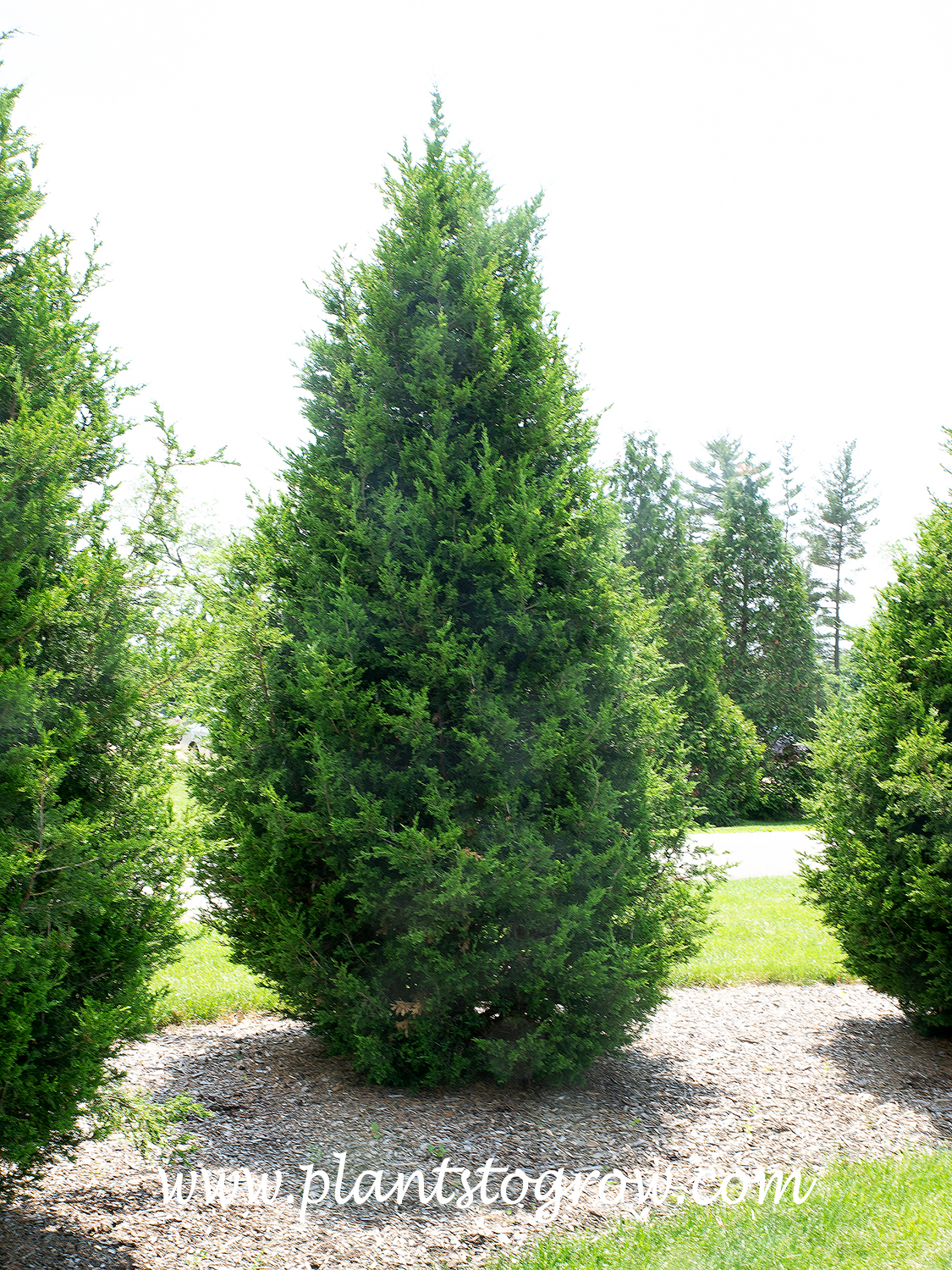 Perfecta Juniper (Juniperus chinensis)